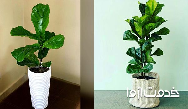 تصویر فیکوس آفریقایی (لیراتا)