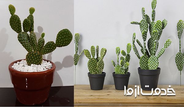 گل کاکتوس انجیری