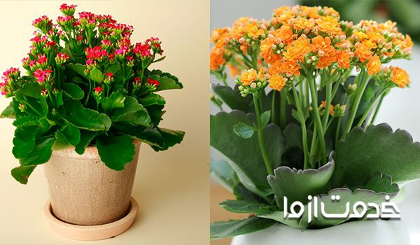 عکس گل کالانکوئه