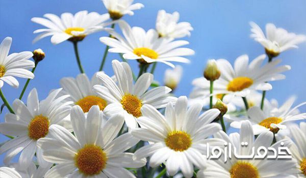 گل بابونه سفید