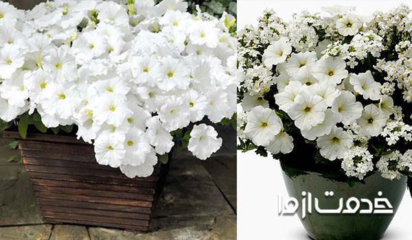 گل اطلسی سفید