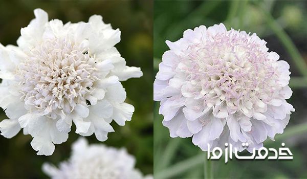 گل اسکابیوسا سفید
