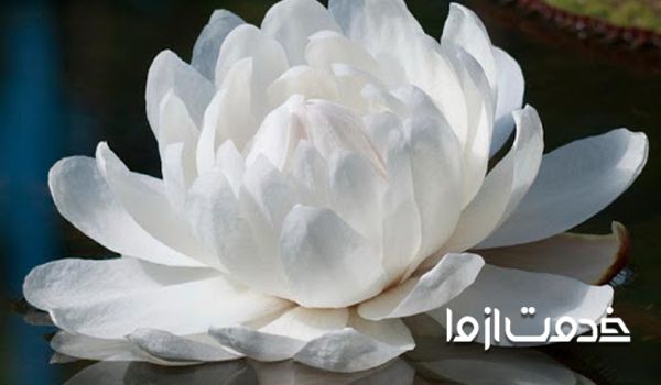تصویر نیلوفر سفید