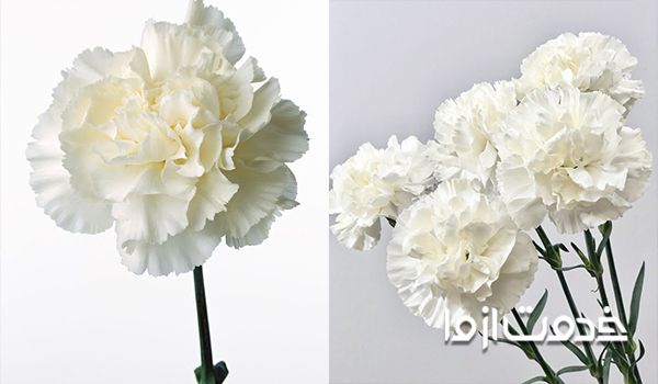 عکس گل میخک یا کاریوفیلوس