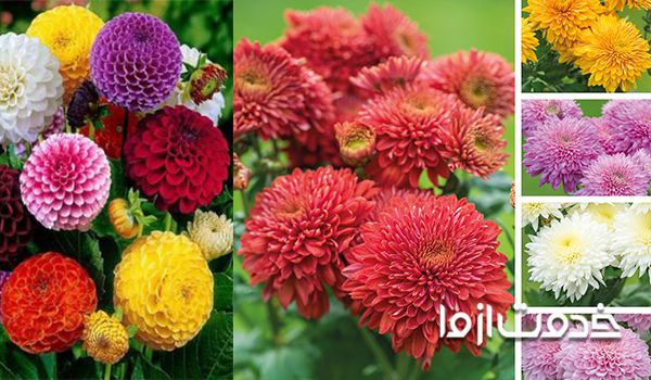 انوع گل های داوودی شاخه بریده