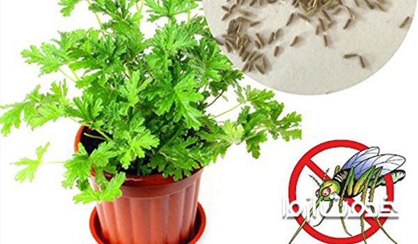 از بین بردن پشه های گلدان