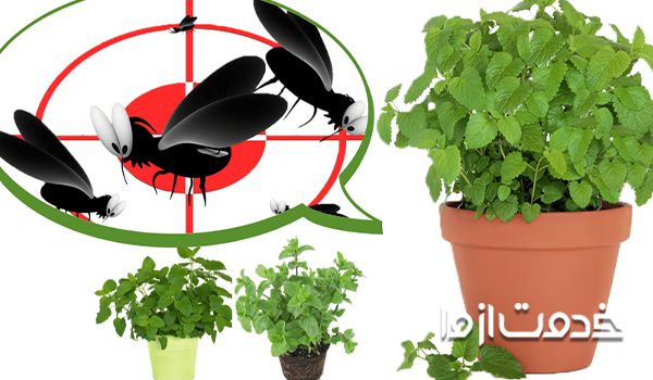 روش های از بین بردن پشه های گلدان