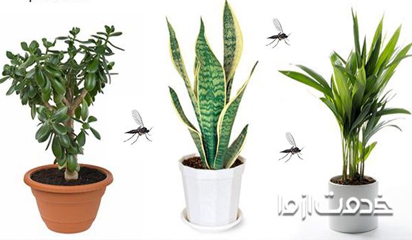 روش‌های مناسب برای از بین بردن پشه گلدان