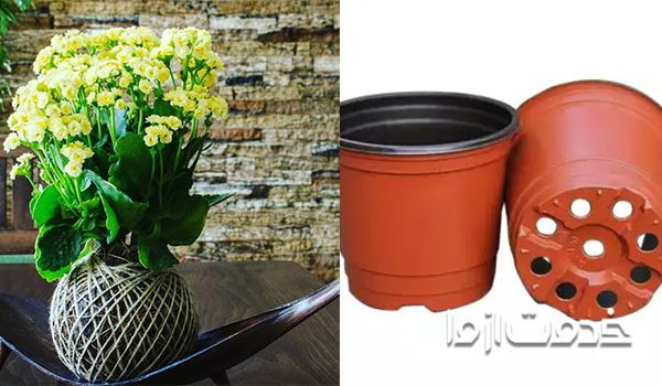 خارج کردن آب اضافی از گلدان برای از بین بردن پشه گلدان