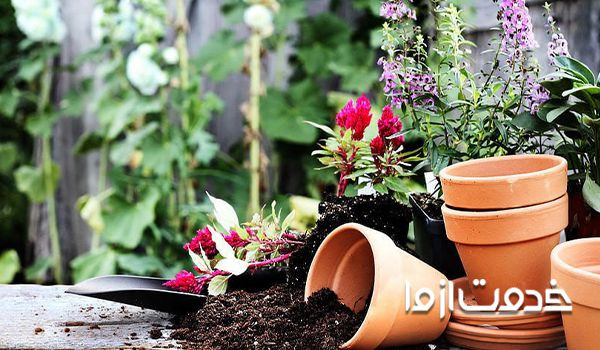 تعویض خاک گلدان برای  از بین بردن پشه گلدان