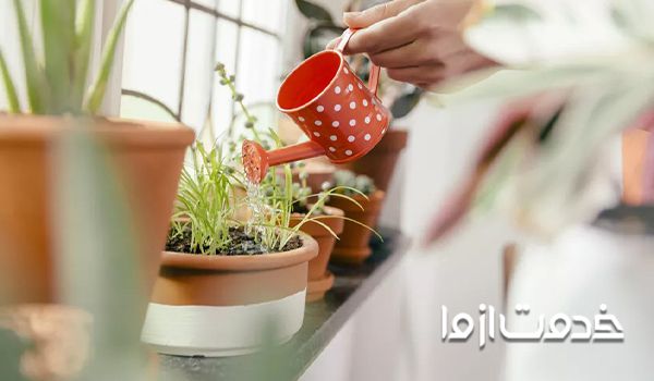 آبیاری به موقع گلدان برای  از بین بردن پشه گلدان
