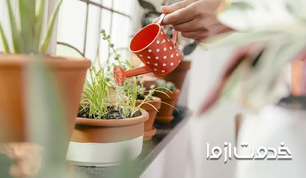 آبیاری به موقع گلدان برای  از بین بردن پشه گلدان