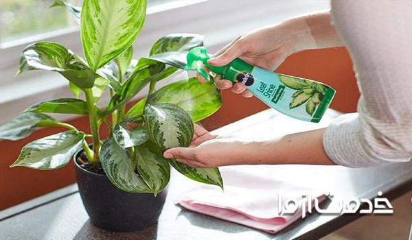 اهمیت نظافت گلدان  برای  از بین بردن پشه گلدان