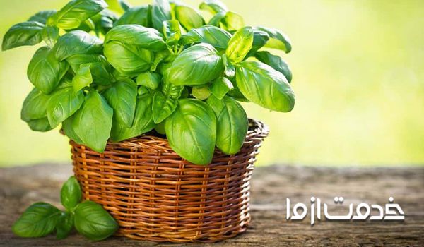 پرورش گیاهان ضد پشه برای  از بین بردن پشه گلدان