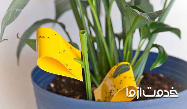 یافتن منشاء رشد پشه گیاهان  برای از بین بردن پشه گلدان