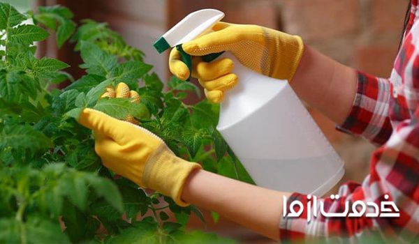 مایع ظرفشویی برای از بین بردن پشه گلدان