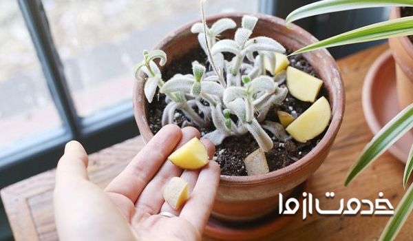 استفاده از سیب زمینی در خاک گلدان برای کشتن پشه های خاک گلدان