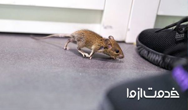 راهکارهایی برای دفع موش 