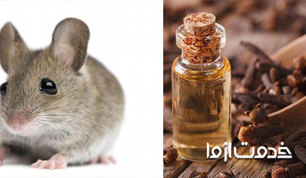 راهکارهای دفع موش از خانه با استفاده از روغن میخک