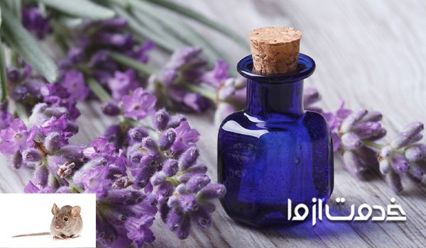 راهکارهای دفع موش از خانه با استفاده از روغن سنبل