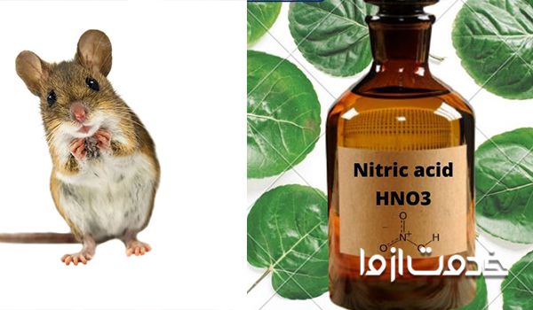 راهکارهای دفع موش از خانه با استفاده از آمونیاک