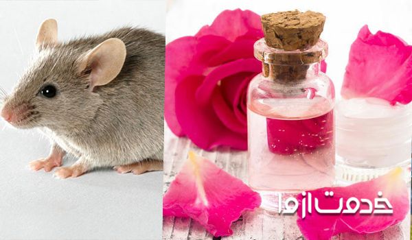 راهکارهای دفع موش از خانه با استفاده از برگ‌های سرخ خوشبو