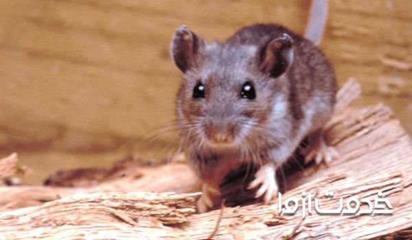 چگونه موش را پیدا کنیم؟