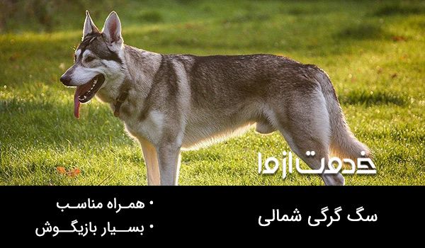 عکس سگ گرگی شمالی