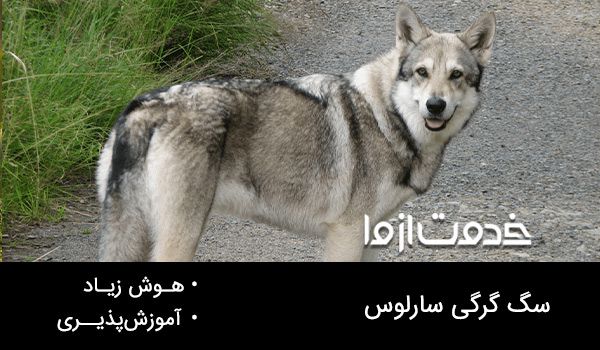 سگ گرگی سارلوس