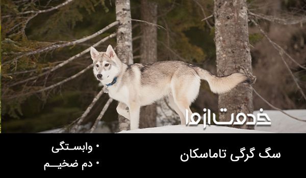 سگ گرگی تاماسکان