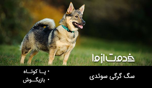 سگ گرگی سوئدی