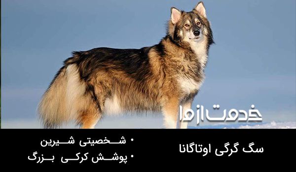 سگ گرگی اوتاگانا