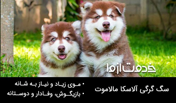 سگ گرگی آلاسکا مالاموت
