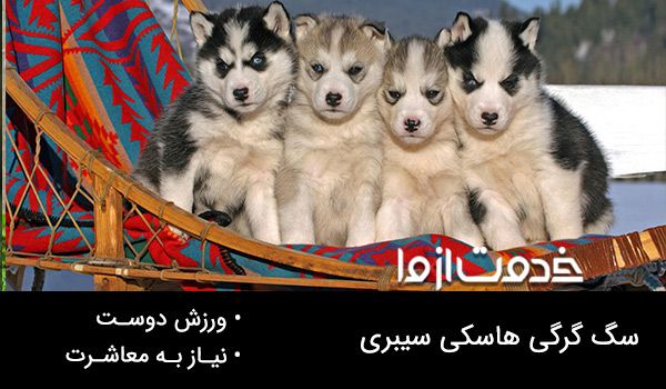 سگ گرگی هاسکی سیبری