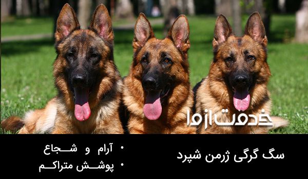 سگ گرگی ژرمن شپرد