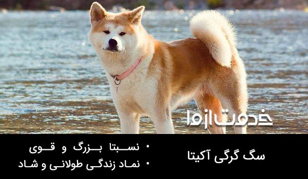 سگ گرگی آکیتا