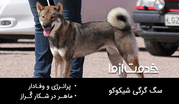 عکس سگ گرگی شیکوکو