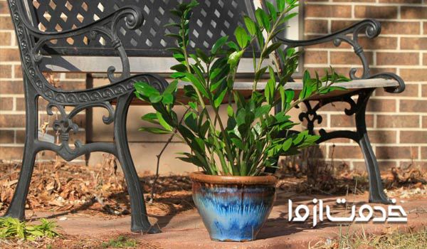 تقویت ریشه زاموفیلیا