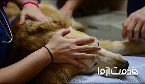 اتانازی یا یوتانایز حیوانات