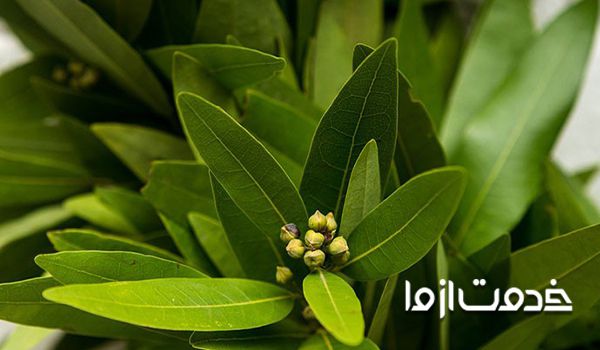 سوسک از چه گیاهی بدش میاد