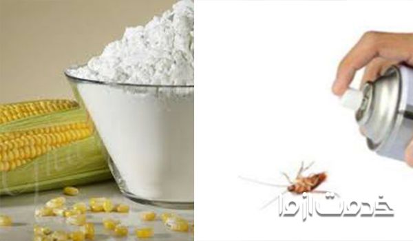 بهترین روش‌ها برای از بین بردن سوسک