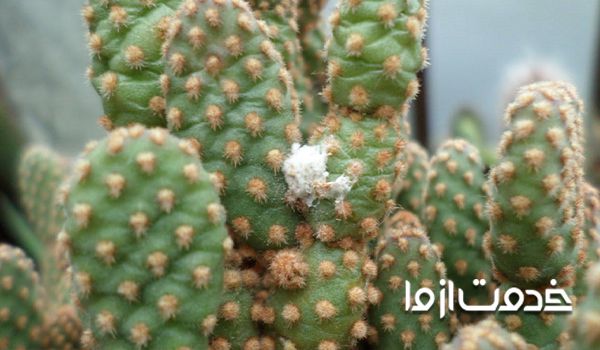 لکه های قهوه ای روی کاکتوس 