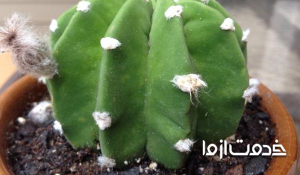 روش‌های از بین بردن شته کاکتوس