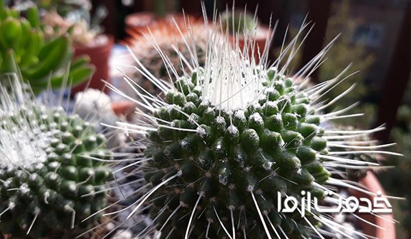 چند روش موثر در از بین بردن شته کاکتوس