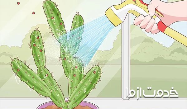 برای از بین بردن شته کاکتوس آن را بشویید