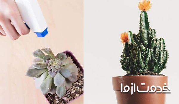 آفت کش‌ها و از بین بردن شته کاکتوس