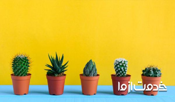 مشکلات کاکتوس- از بین بردن شته کاکتوس