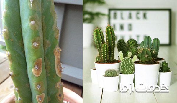 مشکلات کاکتوس- لکه های قهوه ای روی کاکتوس
