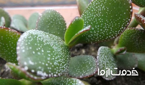 مشکلات کاکتوس- سفیدک روی کاکتوس