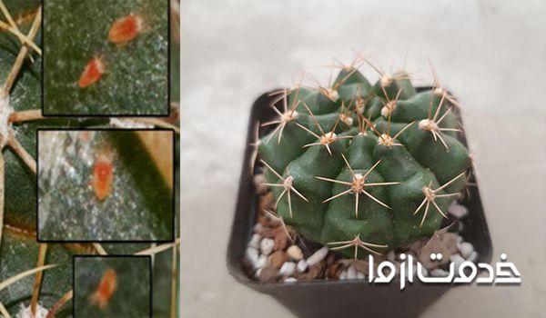 مشکلات کاکتوس- مشاهده کنه کاکتوس